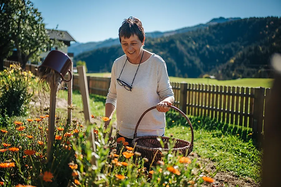 Die Kraft der wilden Bergkräuter