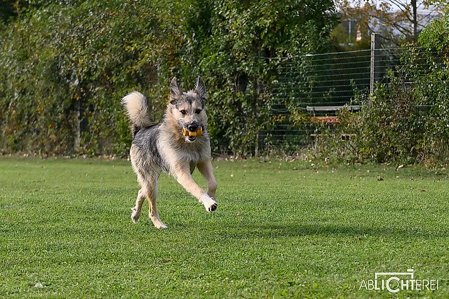 Hundetraining am See