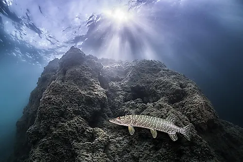 Foto
